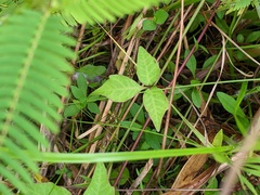 Toxicodendron radicans image