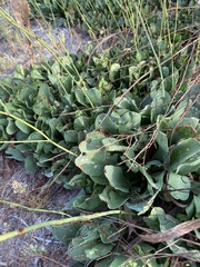 Limonium