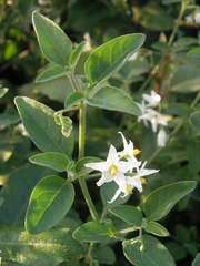 Solanum chenopodioides