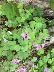 Ionoxalis
