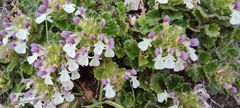 Teucrium pyrenaicum