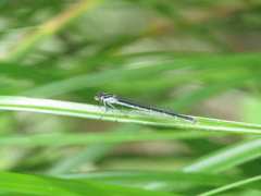 Enallagma exsulans