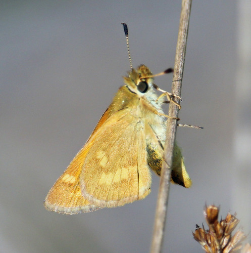 Woodland Skipper