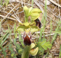Ophrys vasconica