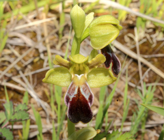 Ophrys vasconica