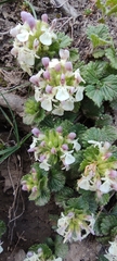 Teucrium pyrenaicum