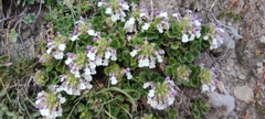 Teucrium pyrenaicum