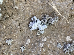 Schizopelte parishii