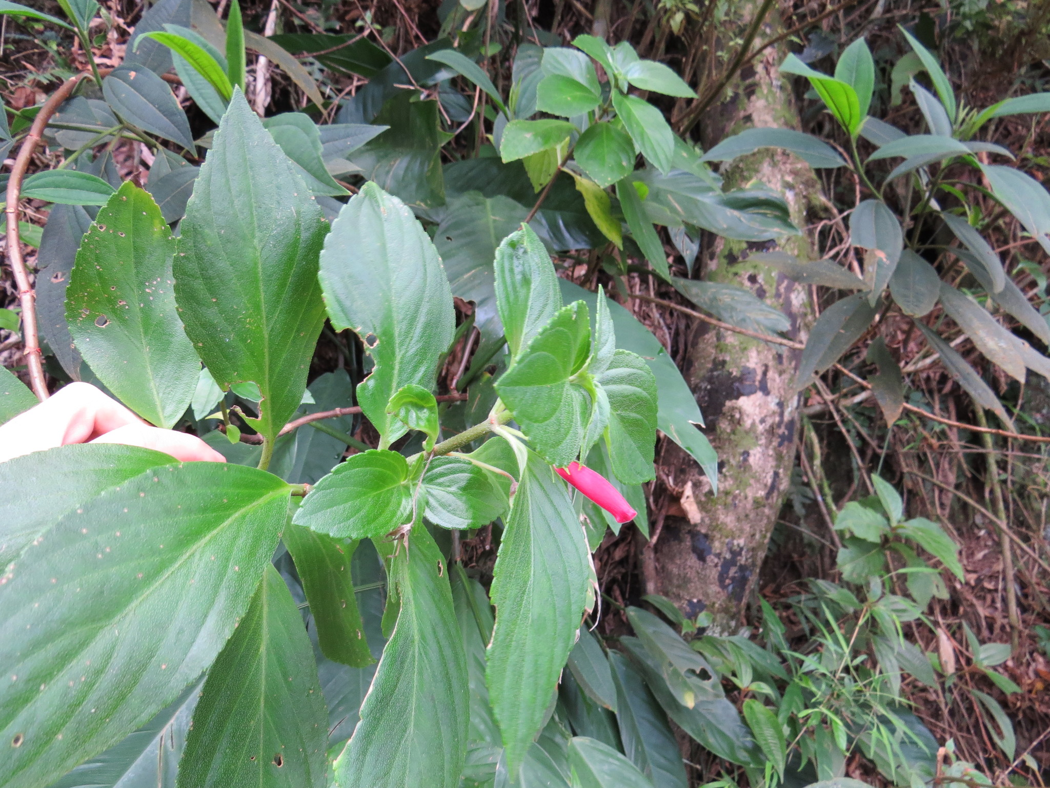 Vanhouttea gardneri