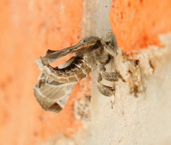 Apatelodes pudefacta