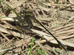 Phanogomphus oklahomensis