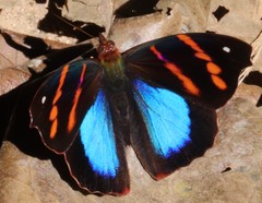 Epiphile iblis plusios