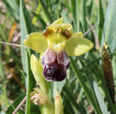 Ophrys vasconica