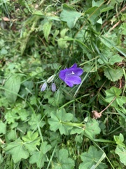 Campanula scheuchzeri