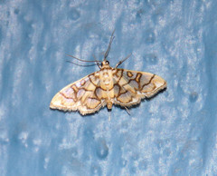 Pseudopyrausta acutangulalis