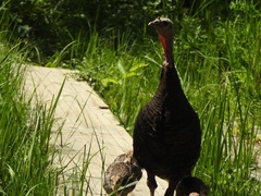 Meleagris gallopavo merriami