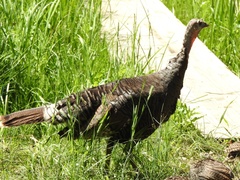 Meleagris gallopavo merriami