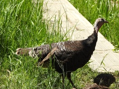 Meleagris gallopavo merriami