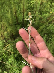 Gamochaeta simplicicaulis