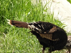 Meleagris gallopavo merriami