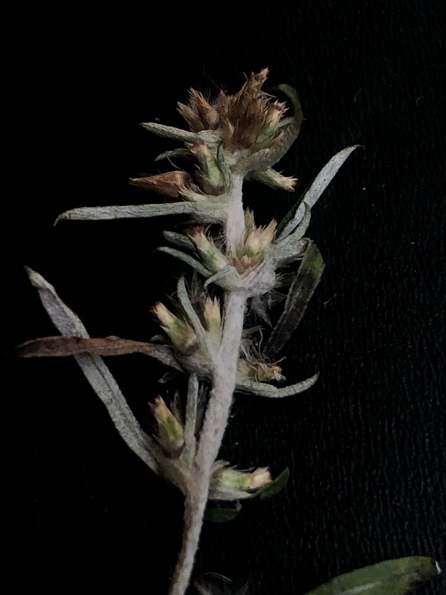 Gamochaeta simplicicaulis