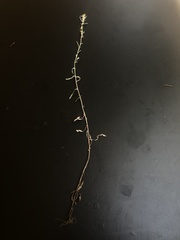 Gamochaeta simplicicaulis