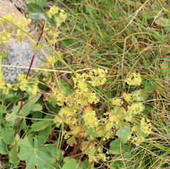 Alchemilla caucasica