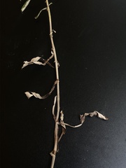 Gamochaeta simplicicaulis