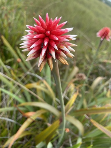 Rapateaceae