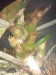 Gamochaeta simplicicaulis