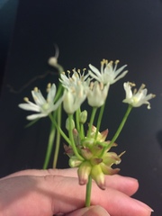 Amerallium