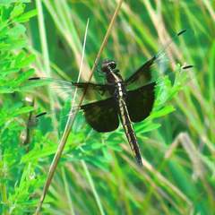 Libellula luctuosa