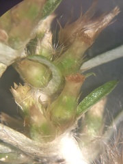 Gamochaeta simplicicaulis