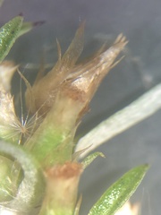 Gamochaeta simplicicaulis