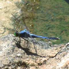 Erythemis simplicicollis