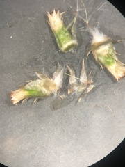 Gamochaeta simplicicaulis