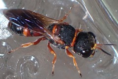 Ectemnius rufipes ais