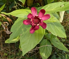 Calycanthus