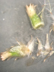 Gamochaeta simplicicaulis