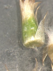 Gamochaeta simplicicaulis