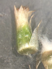 Gamochaeta simplicicaulis