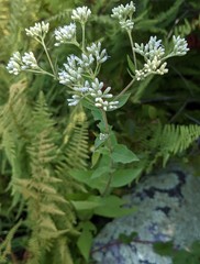 Eupatorium pubescens