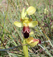 Ophrys vasconica
