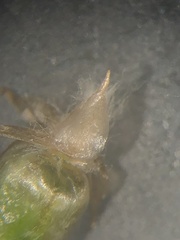 Gamochaeta simplicicaulis