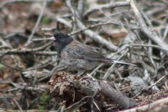 Junco hyemalis montanus