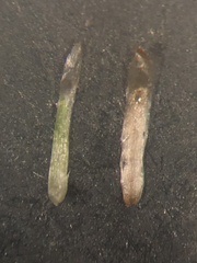 Gamochaeta simplicicaulis