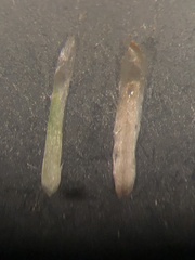 Gamochaeta simplicicaulis