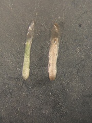 Gamochaeta simplicicaulis