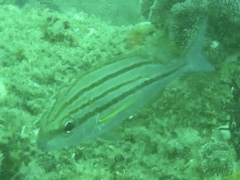 Pomadasys striatus