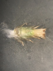 Gamochaeta simplicicaulis